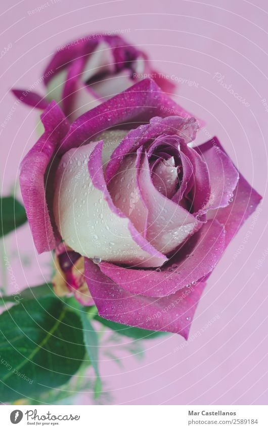 Purple rose with water drops Beautiful Harmonious Summer Garden Decoration Wallpaper Feasts & Celebrations Valentine's Day Mother's Day Wedding Birthday Woman