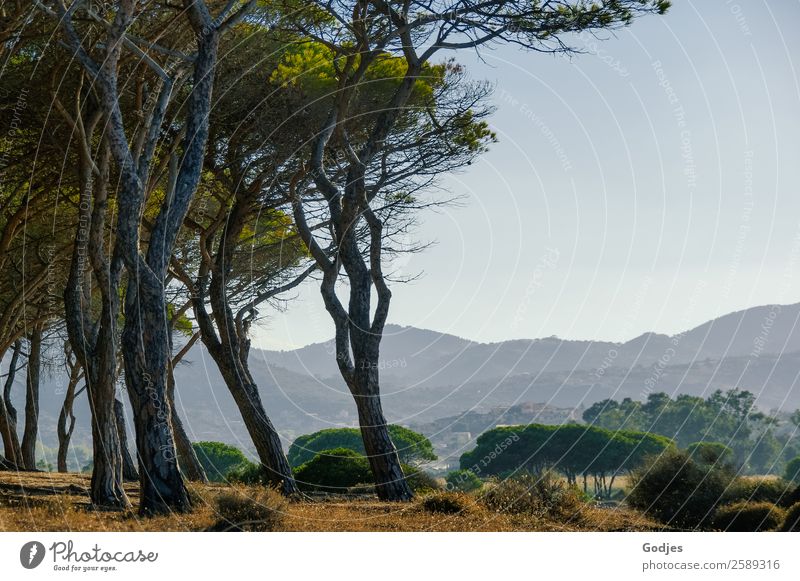 Group of trees in front of bushes and mountains in background, Sardinia Nature Landscape Plant Sand Air Cloudless sky Horizon Summer Beautiful weather Tree