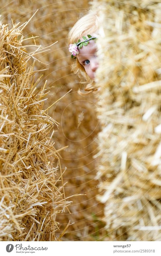 game of hide-and-seek Human being Child Toddler Girl 1 3 - 8 years Infancy Playing Yellow Gold Joy Hide Search Autumn Bale of straw Looking into the camera