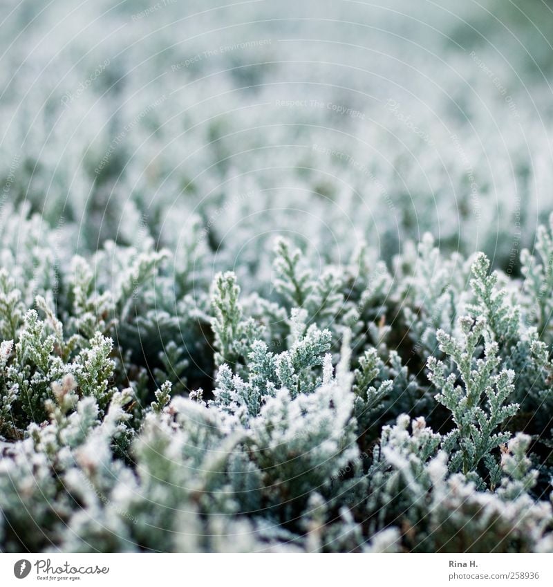 winter Environment Nature Plant Winter Weather Ice Frost Tree Coniferous trees Hedge Freeze Cold Natural Green White Hoar frost Colour photo Subdued colour