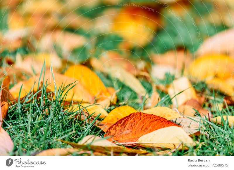Orange And Red Autumn Leaves In Fall Season Beautiful Garden Wallpaper Nature Landscape Plant Tree Grass Leaf Park Forest Bright Natural Brown Yellow Gold Green