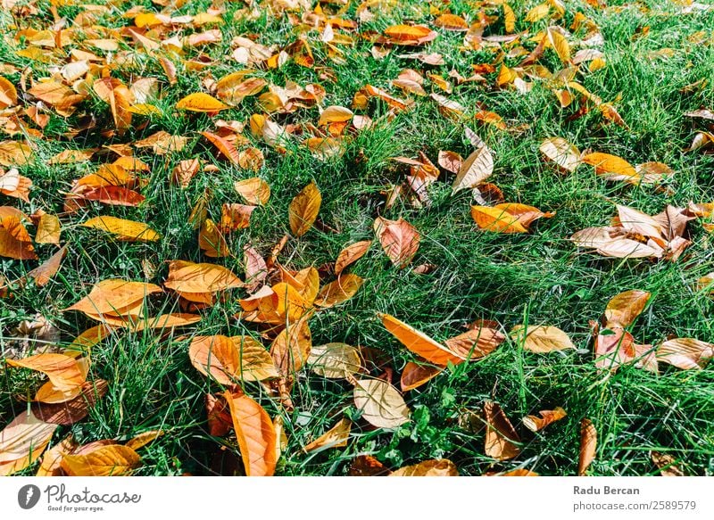 Orange And Red Autumn Leaves In Fall Season Beautiful Garden Wallpaper Environment Nature Landscape Plant Tree Grass Leaf Park Forest Bright Natural Brown