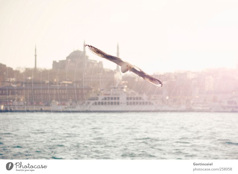 Flying. Town Port City Skyline Tourist Attraction Bird Warmth Seagull The Bosphorus Hagia Sophia Ferry Ocean Istanbul Colour photo Exterior shot Copy Space top
