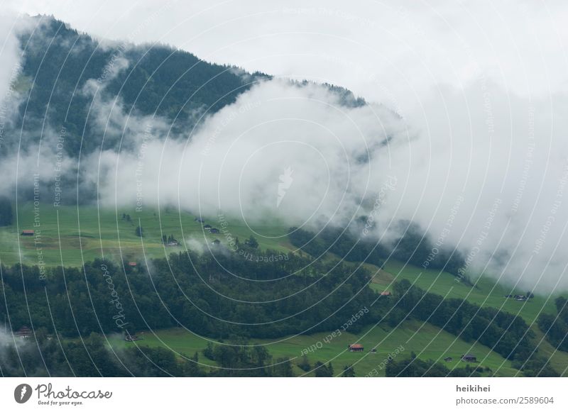 Clouds of fog in the Swiss mountains on a cloudy day Nature Landscape Plant Sky Summer Fog Tree Grass Leaf Foliage plant Meadow Field Forest Hill Mountain Cold