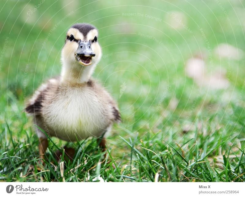 Mama? Animal Grass Meadow Bird 1 Baby animal Scream Cuddly Small Curiosity Cute Duckling Chick Quack chatter Colour photo Exterior shot Close-up