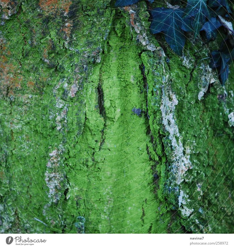 I think it's a beautiful tree bark. Nature Plant Tree Moss Ivy Wood Green Colour photo Exterior shot Copy Space middle Day