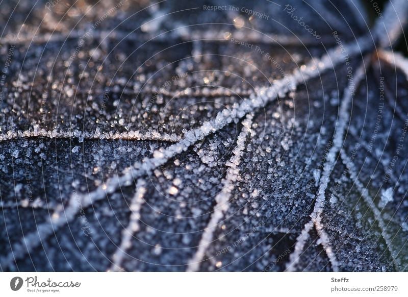 Iced leaf on the forest floor in December Cold shock cold snap onset of winter Domestic Nordic Winter Silence Nordic romanticism Nordic cold Hoar frost