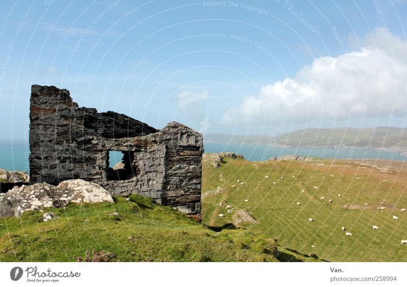 monument Nature Landscape Plant Animal Earth Air Water Sky Clouds Beautiful weather Grass Meadow Field Hill Coast Bay Ocean Ireland Ruin Farm animal Sheep