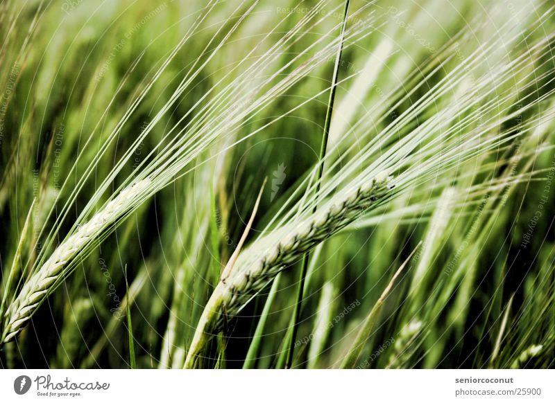 Muesli Prepress Wheat Grain Plant
