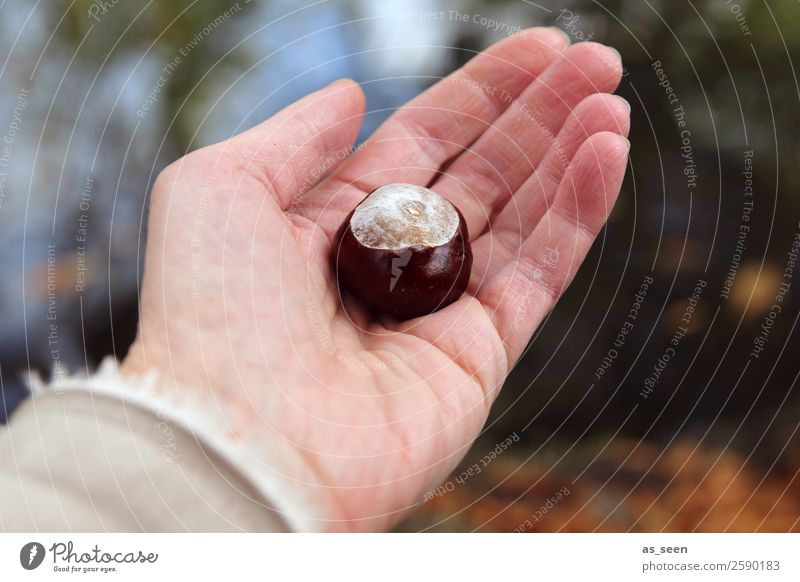 Hand with chestnut Human being Life Fingers Environment Nature Plant Autumn Tree Chestnut Fruit Forest To hold on Authentic Simple Friendliness Glittering Round