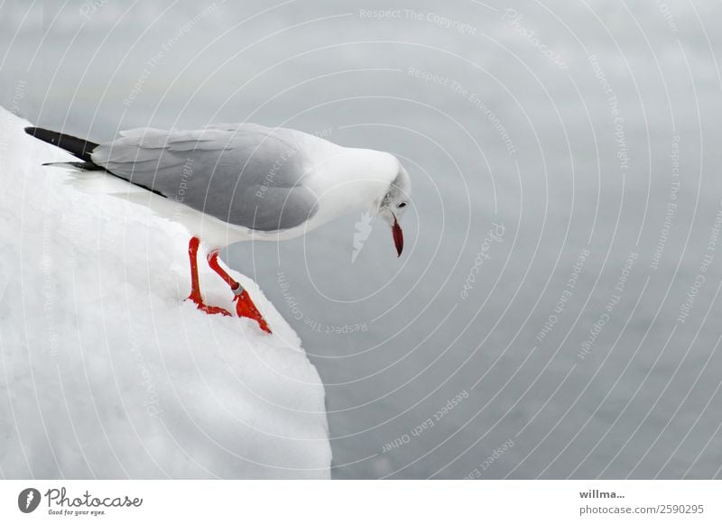 Seagull in the snow looking for food Winter Snow Grey-headed Gull Fear of heights Downward Foraging Copy Space