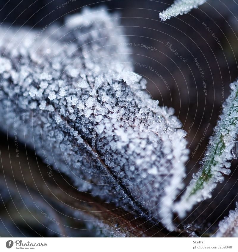 icy sheet onset of winter differently chill Hoar frost Domestic Nordic ice crystals Frost Freeze Frozen freezing cold Cold shock Nordic cold winter cold