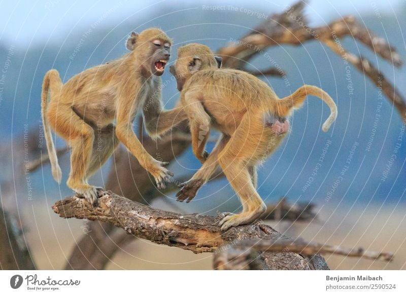 Green monkeys fighting on a branch Nature Animal Branch Wild animal green monkey Vervet Monkey 2 Fight Gold Aggravation Aggression Force Survive Anger