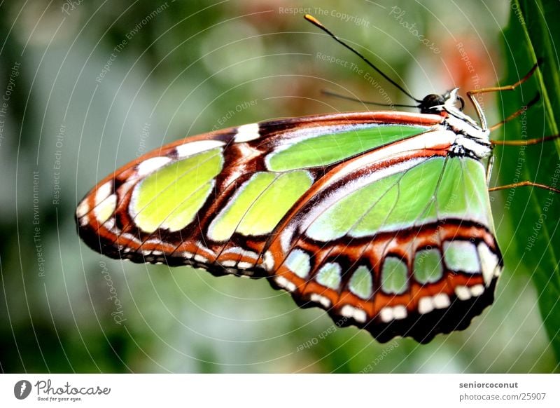 imago Butterfly Multicoloured Flashy Green Feeler Legs Plant Wing