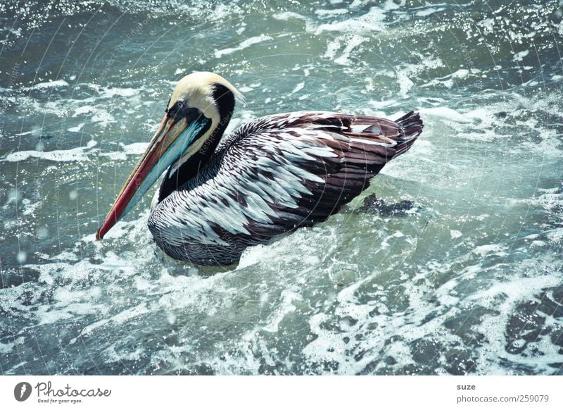 Pelican Environment Nature Elements Water Summer Climate Beautiful weather Animal Wild animal Bird 1 Exceptional Exotic Fantastic Surface of water Swell Foam