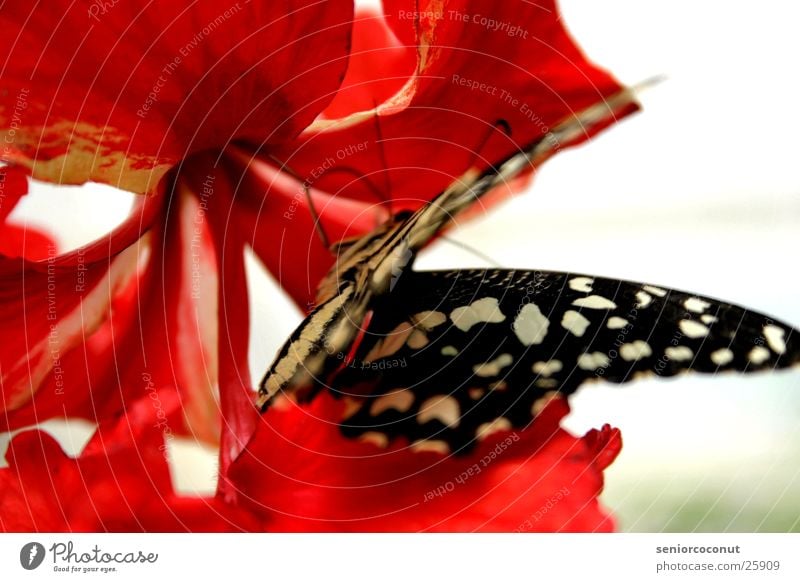 BLACKWHITERED Butterfly Flower Feeler Insect Blossom Wing Legs