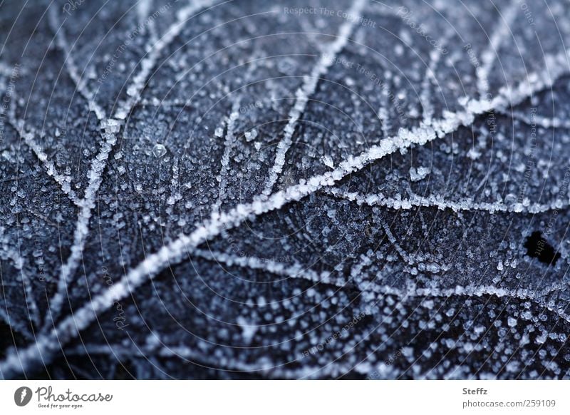 Rime on a fallen leaf in December Hoar frost Cold shock Nordic cold snap onset of winter Domestic Frost winter cold chill ice crystals Frozen Ice Rachis Freeze