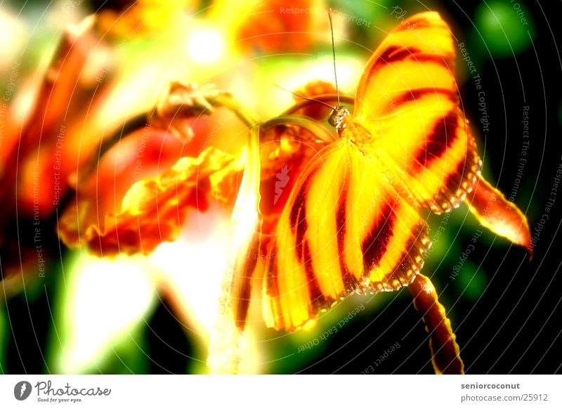 unreal Butterfly Orchid Flower Feeler Insect Wing Colour Orange