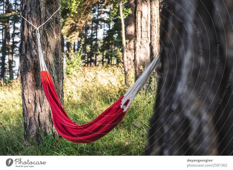 Hammock in the forest Lifestyle Beautiful Relaxation Leisure and hobbies Vacation & Travel Camping Summer Sun Nature Landscape Tree Park Forest Green Red Colour
