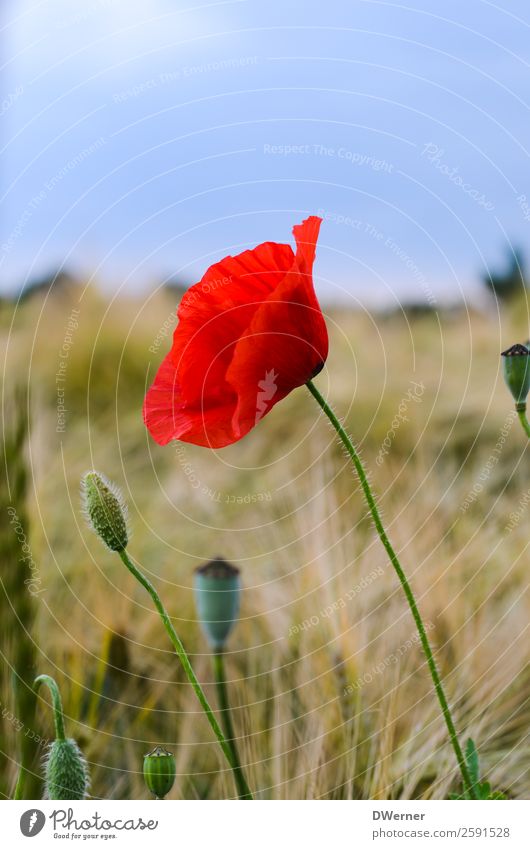 poppy flower Agriculture Forestry Environment Nature Landscape Plant Sky Spring Summer Flower Leaf Blossom Field Growth Beautiful Red Poppy Poppy blossom