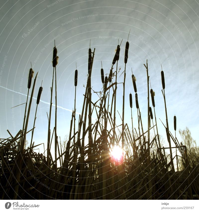 bulrush Environment Nature Plant Sky Autumn Winter Climate Weather Beautiful weather Grass Cattail (Typha) Typhaceae Common Reed Park Lakeside Pond Illuminate