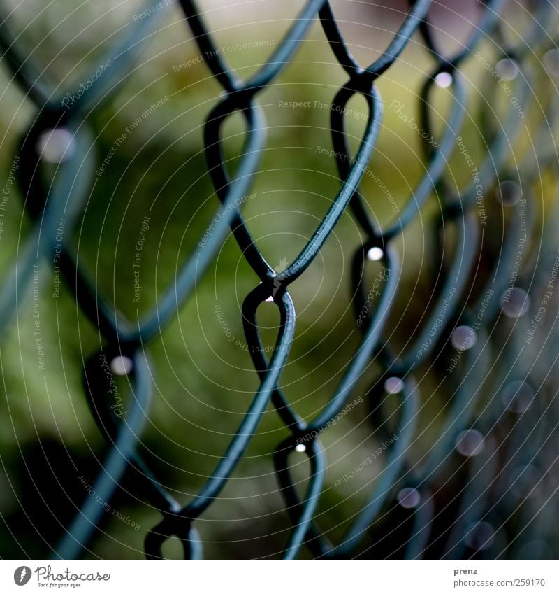 wet meshes Line Drop Green Rainwater Water Drops of water Fence Wire netting fence Colour photo Exterior shot Day Shallow depth of field Central perspective