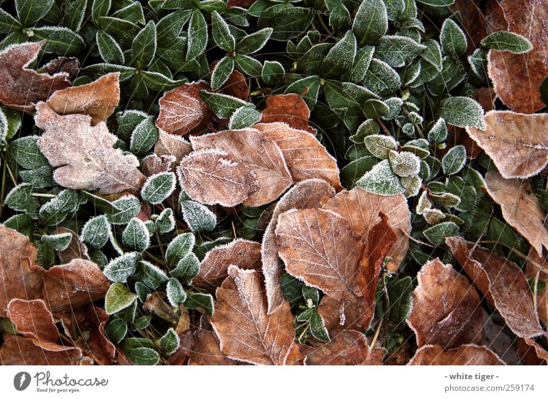 press Nature Plant Winter Ice Frost Cold Brown Green White Calm Leaf Hoar frost Colour photo Exterior shot Close-up Day Contrast Deep depth of field