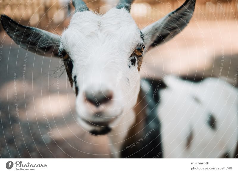 Hello! Environment Spring Summer Climate Beautiful weather Field Farm animal Animal face Pelt Zoo Petting zoo Goats Kid (Goat) Baby animal Observe Looking