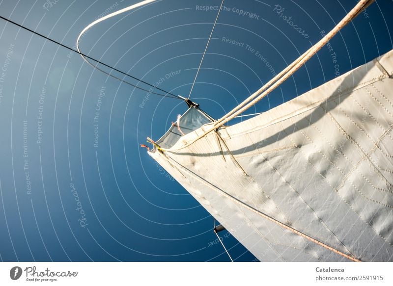 White blue, sails and blue sky. Frog perspective Leisure and hobbies Vacation & Travel Trip Freedom Summer Summer vacation Ocean Sailing Sky Beautiful weather
