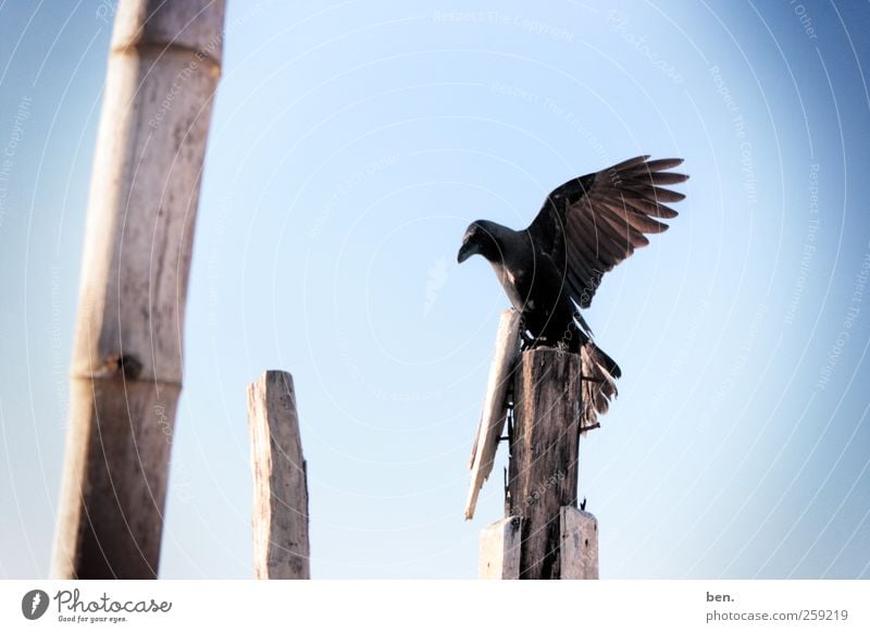 observer Sky Cloudless sky Beautiful weather Bamboo stick Fence post Animal Wild animal Bird Raven birds Crow Wing Observe Wait Bright Colour photo