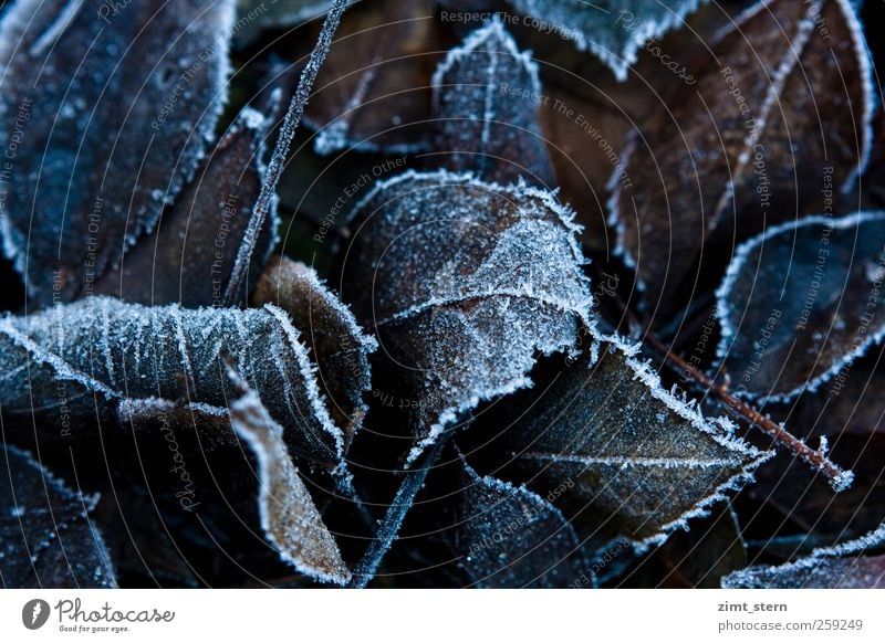 leaf tip Nature Plant Autumn Winter Leaf Old Freeze Dark Natural Brown White Calm Death Decline Transience Change Ice Frost Ice crystal Subdued colour