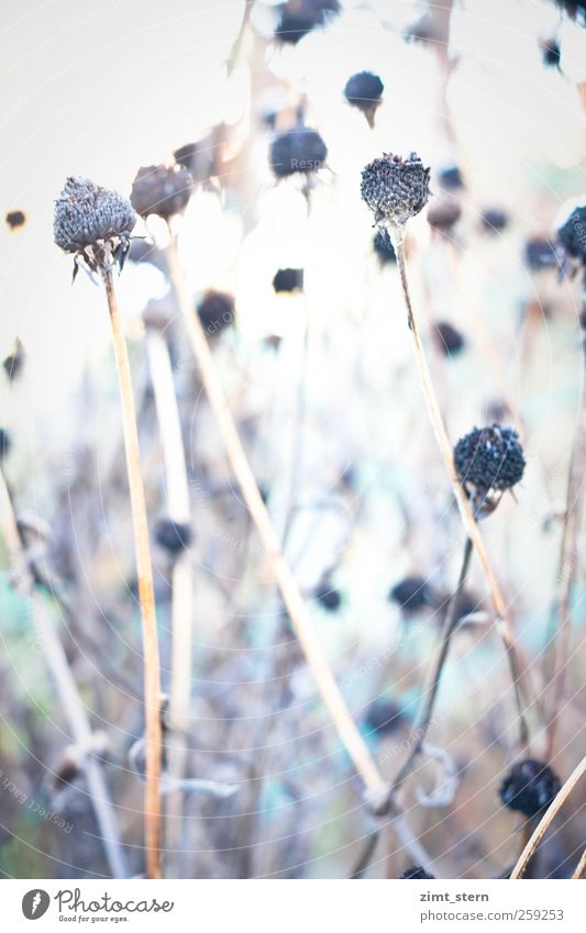tender as a winter Nature Plant Autumn Winter Ice Frost Bushes Garden Old Blossoming To dry up Cold Brown White Timidity Loneliness Creativity Moody Death