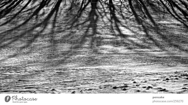 ...there are shadows too! Environment Nature Landscape Sunlight Winter Ice Frost Snow Tree Field Moody Shadow Shadow play Black & white photo Exterior shot