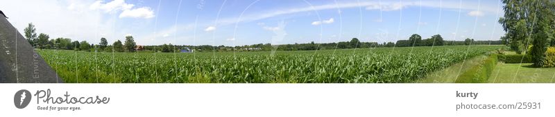 maize field Maize field Field Plain Panorama (View) Large Panorama (Format)