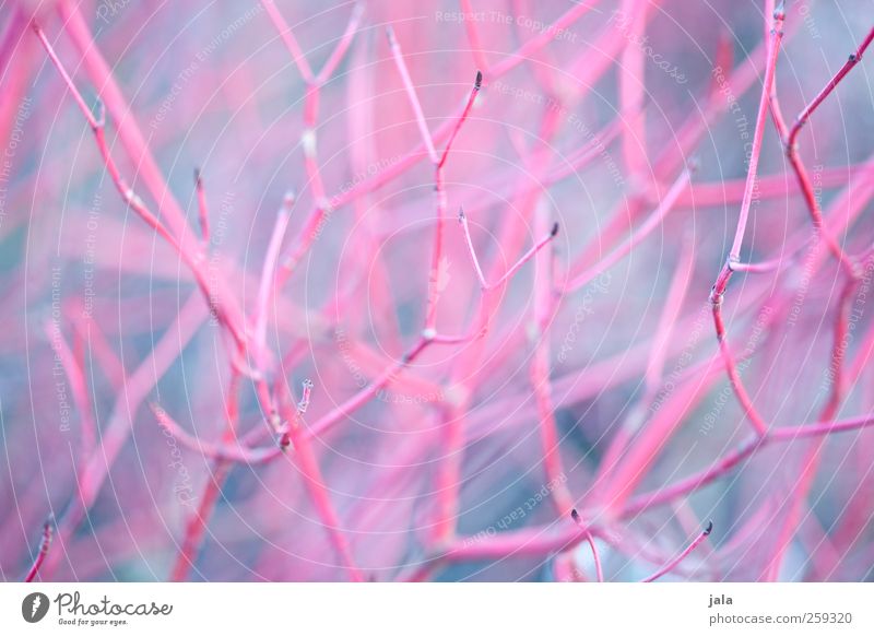 red brittle branches Environment Nature Plant Bushes Twig Natural Blue Pink Colour photo Exterior shot Deserted Day