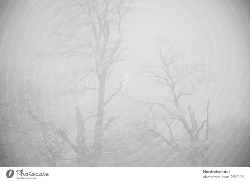 Baumloben | witching hour Nature Plant Elements Winter Climate Bad weather Fog Ice Frost Forest Freeze Creepy Disaster Loneliness End Apocalyptic sentiment Cold