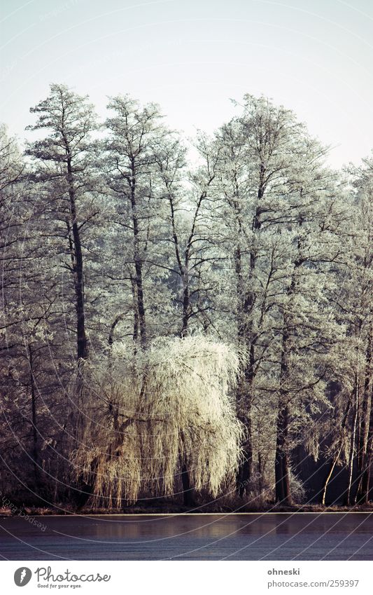 chill Winter Ice Frost Tree Willow tree Weeping willow Lakeside Idyll Cold Life Grief Colour photo Exterior shot Deserted Copy Space top Morning