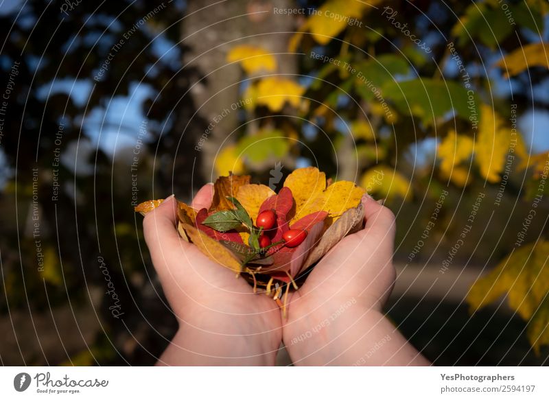 Woman hands holding fall leaves Environment Nature Plant Autumn Beautiful weather Tree Leaf Brown Yellow Red Colour autumn tones Autumnal blur colorful Creation
