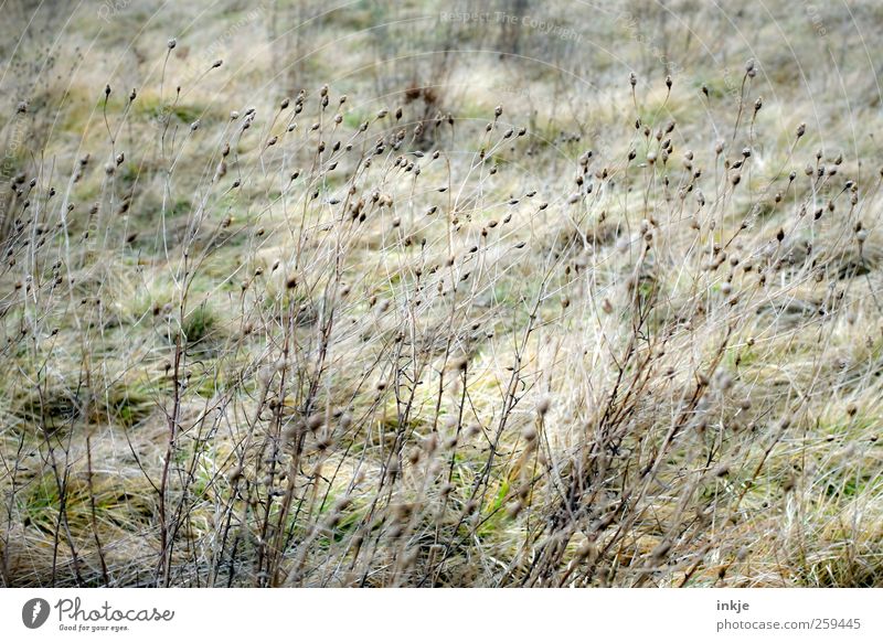 Grasses in the wind Nature Plant Autumn Wild plant Blossom Garden Meadow To dry up Growth Thin Long Natural Beautiful Dry Many Brown Transience Change