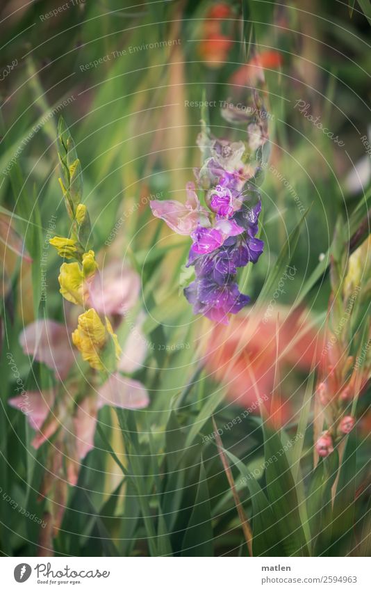 gladiators Flower Agricultural crop Garden Deserted Blossoming Yellow Green Violet Pink Red Gladiola Double exposure Autumn Colour photo Subdued colour