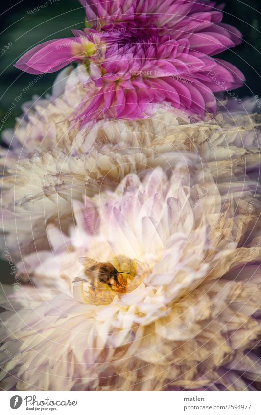 dahlia lover Flower Agricultural crop Animal Bee 1 Yellow Green Pink White Dahlia Double exposure Autumn Colour photo Subdued colour Exterior shot Experimental