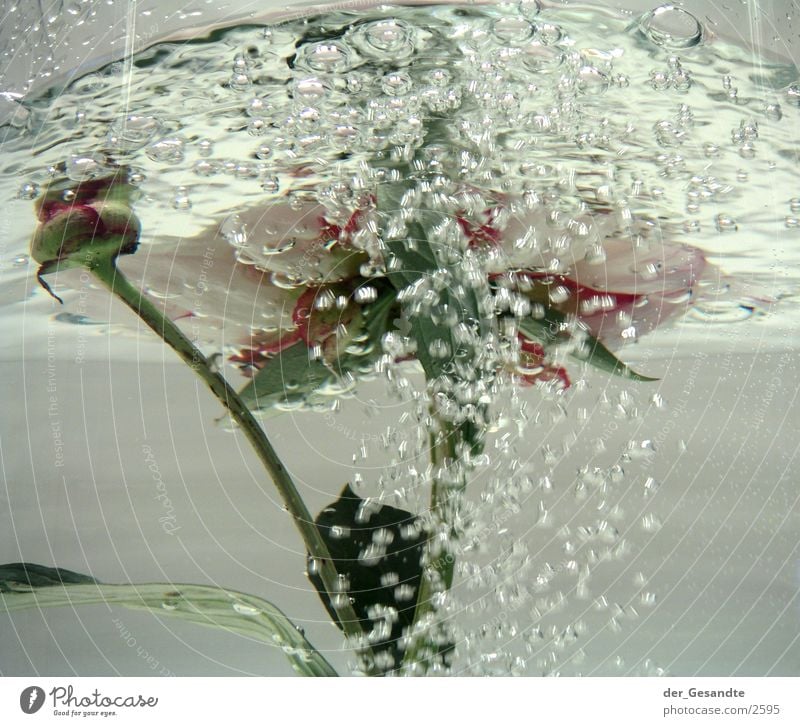 peony Peony Bubbling Flower Photographic technology Water Close-up Detail Movement Nature