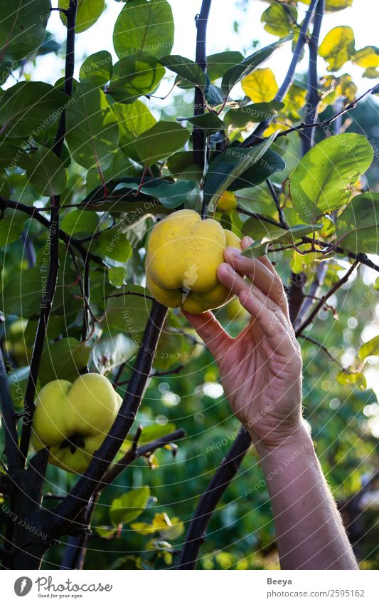 I'm gonna get you! Fruit Garden Woman Adults Hand Plant Autumn Tree Leaf Agricultural crop Touch Discover Fresh Healthy Delicious Yellow Green Determination