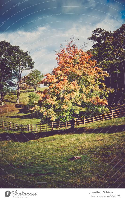 colorful tree in autumn Environment Nature Landscape Autumn Beautiful weather Plant Tree Park Meadow Blue Brown Multicoloured Green Great Britain Fence Pasture