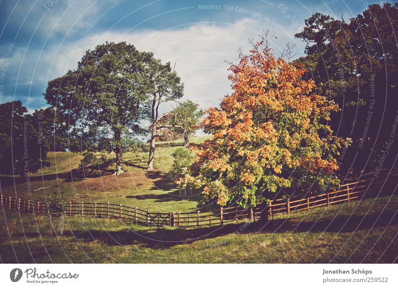 colorful tree in autumn +more trees Environment Nature Landscape Sky Plant Tree Grass Park Meadow Hill Happy Pasture Fence Autumnal colours Autumn leaves