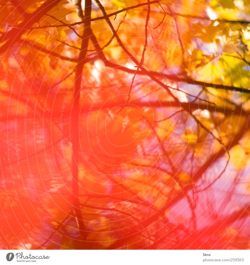 fade in Plant Autumn Bright Autumnal Bright Colours Branchage Undergrowth Colour photo Deserted Shallow depth of field