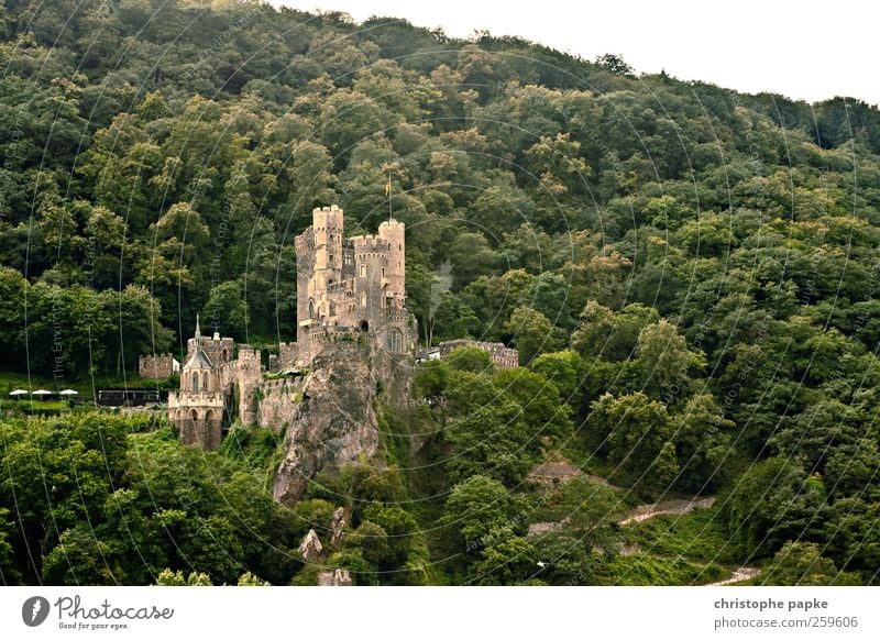 sweet home... Forest Rheingau Ruin Facade Old Historic Beautiful Might Protection Knight Fairy tale Tower Vantage point Rhine Medieval times Colour photo