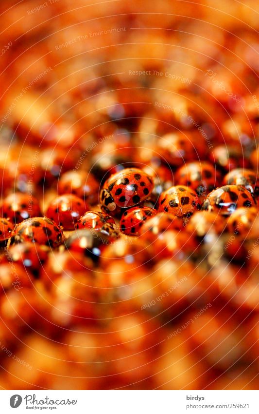 countless ladybirds crowd together to hibernate together Ladybird Group of animals Touch Crawl Flock Team Exceptional Together Red at the same time Black Life