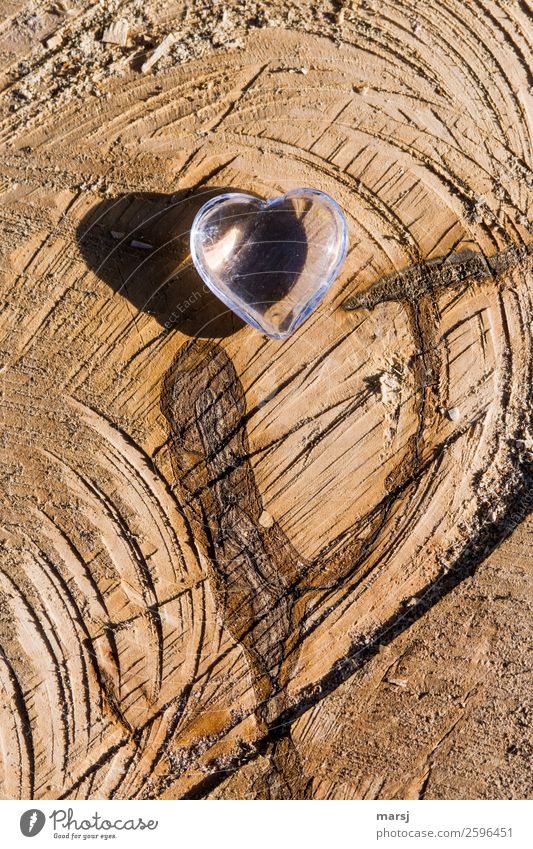 Junk and that from the bottom of my heart. Harmonious Wood Heart Wood grain Annual ring Log Illuminate Together Kitsch Natural Trashy Brown saw cut Maple (Wood)