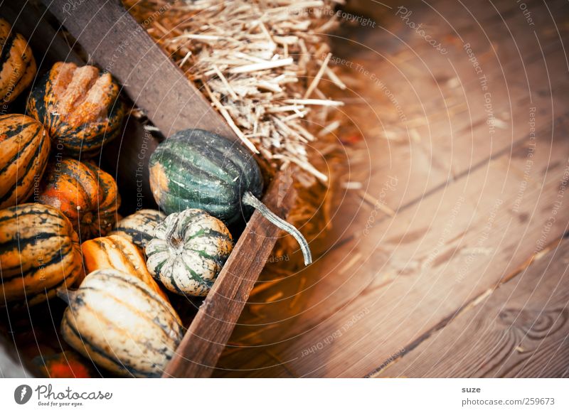 gourd Food Vegetable Organic produce Vegetarian diet Decoration Feasts & Celebrations Hallowe'en Autumn Small Natural Cute Round Yellow Pumpkin Basket Crate